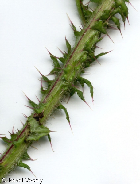Cirsium palustre – pcháč bahenní