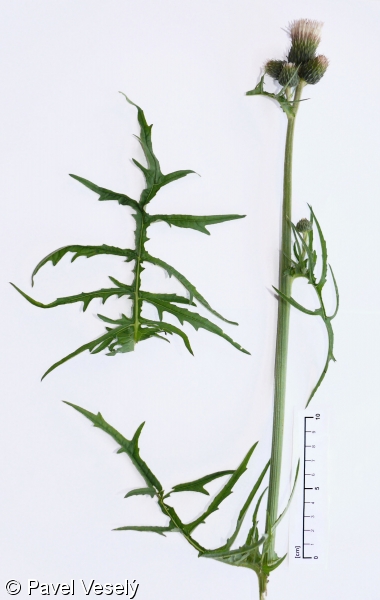 Cirsium ×erucagineum – pcháč potoční × p. zelinný