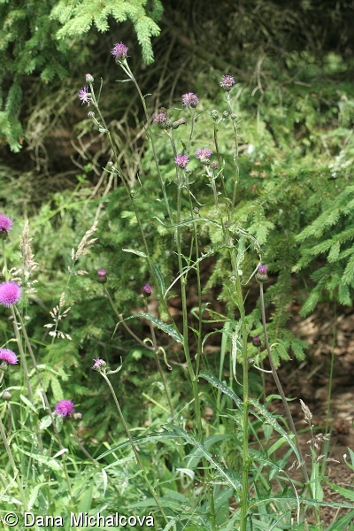 Cirsium ×wankelii – pcháč bahenní × p. různolistý