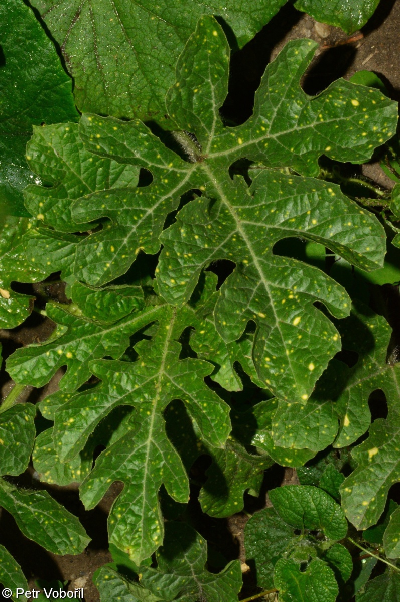 Citrullus lanatus – lubenice obecná (vodní meloun)