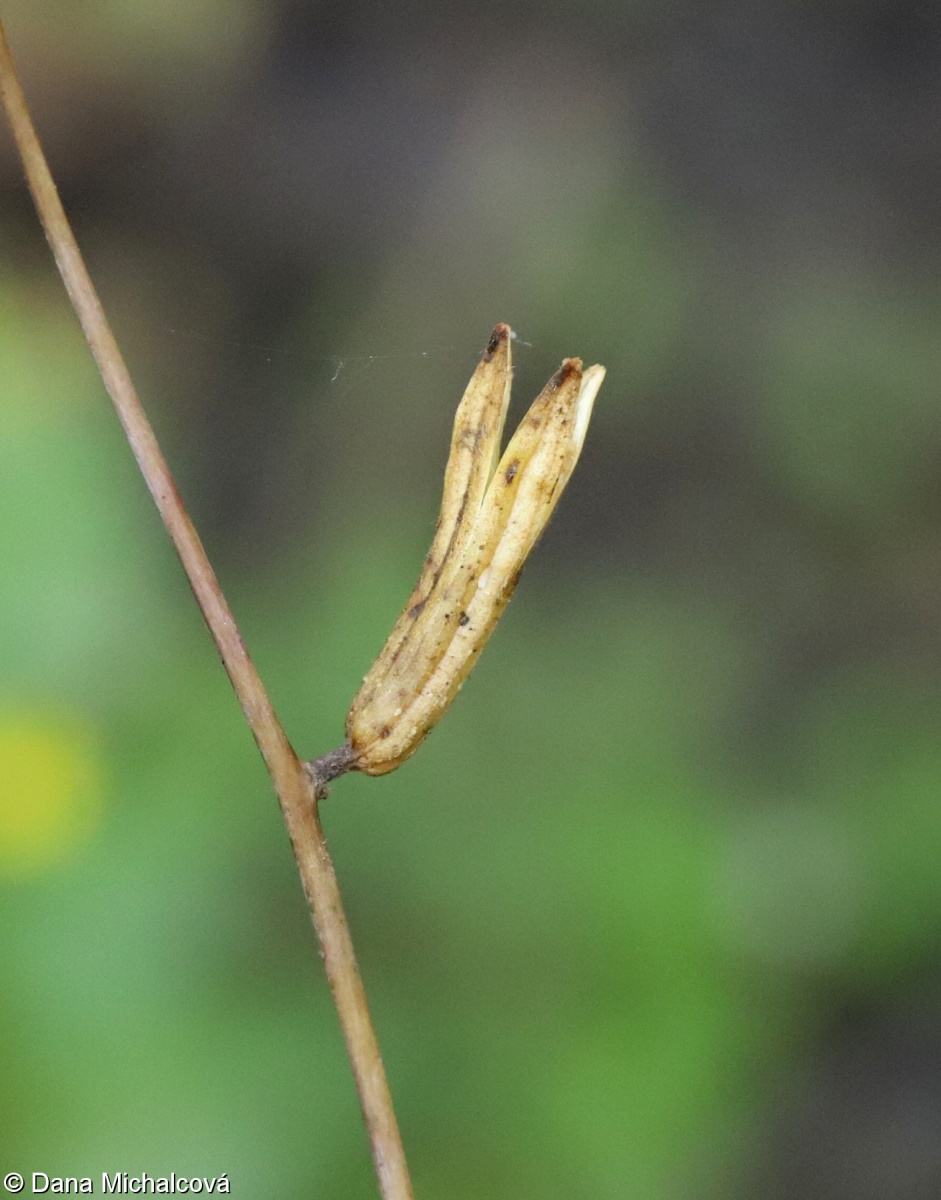 Clarkia unguiculata – lokanka lepá
