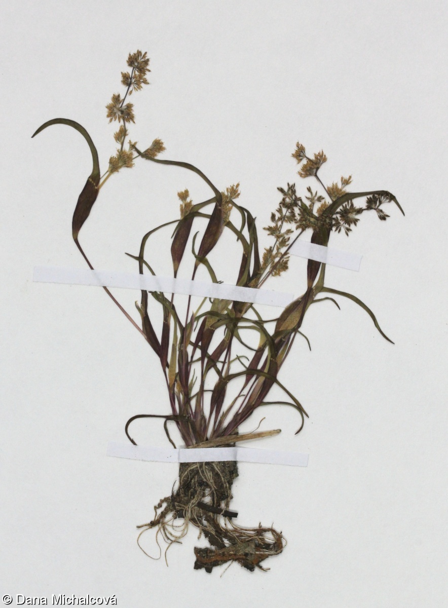 Coleanthus subtilis – puchýřka útlá