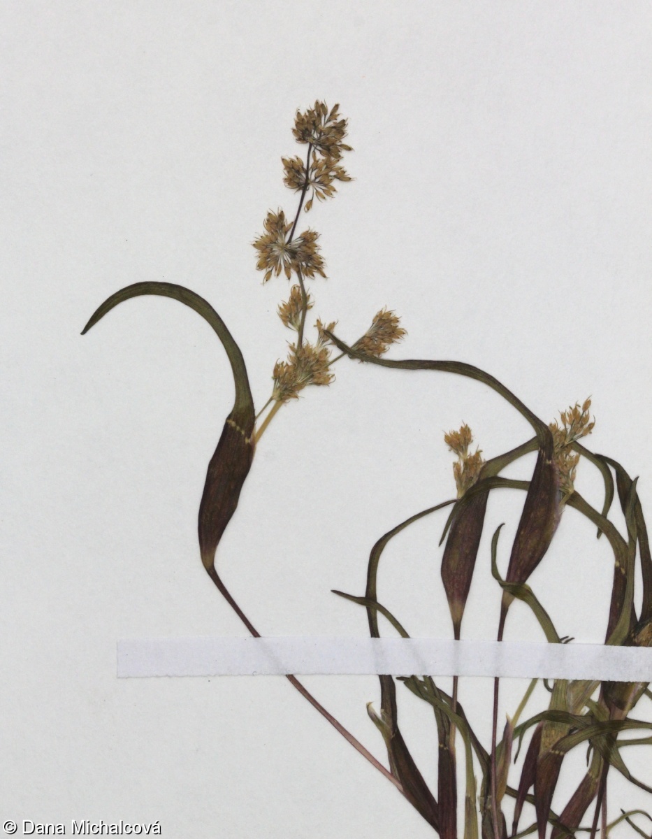 Coleanthus subtilis – puchýřka útlá