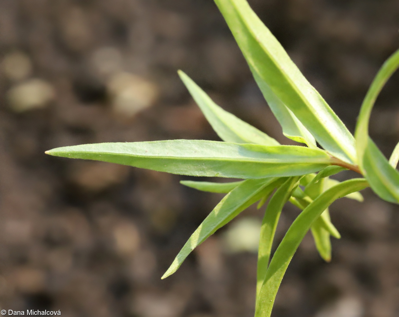 Collomia grandiflora – slizatka velkokvětá