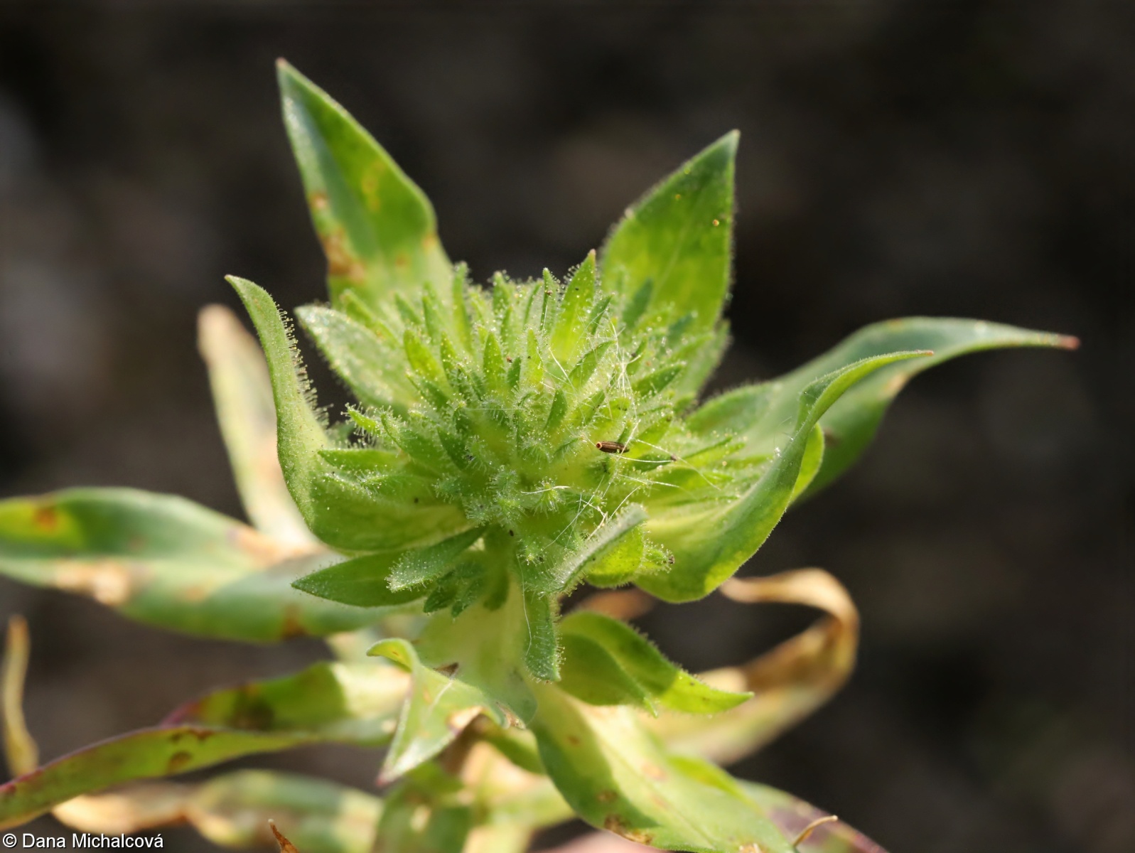 Collomia grandiflora – slizatka velkokvětá