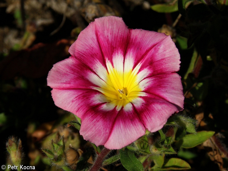 Convolvulus tricolor – svlačec trojbarevný