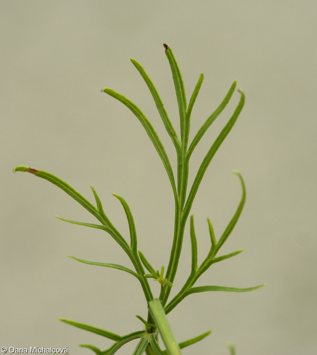 Coreopsis verticillata – krásnoočko přeslenité