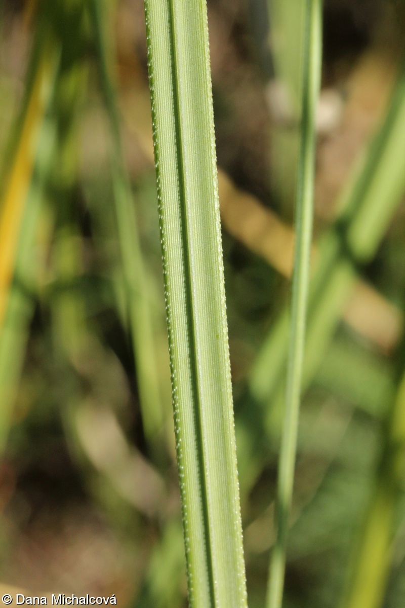 Cortaderia selloana – kortaderie dvoudomá, pampas dvoudomý