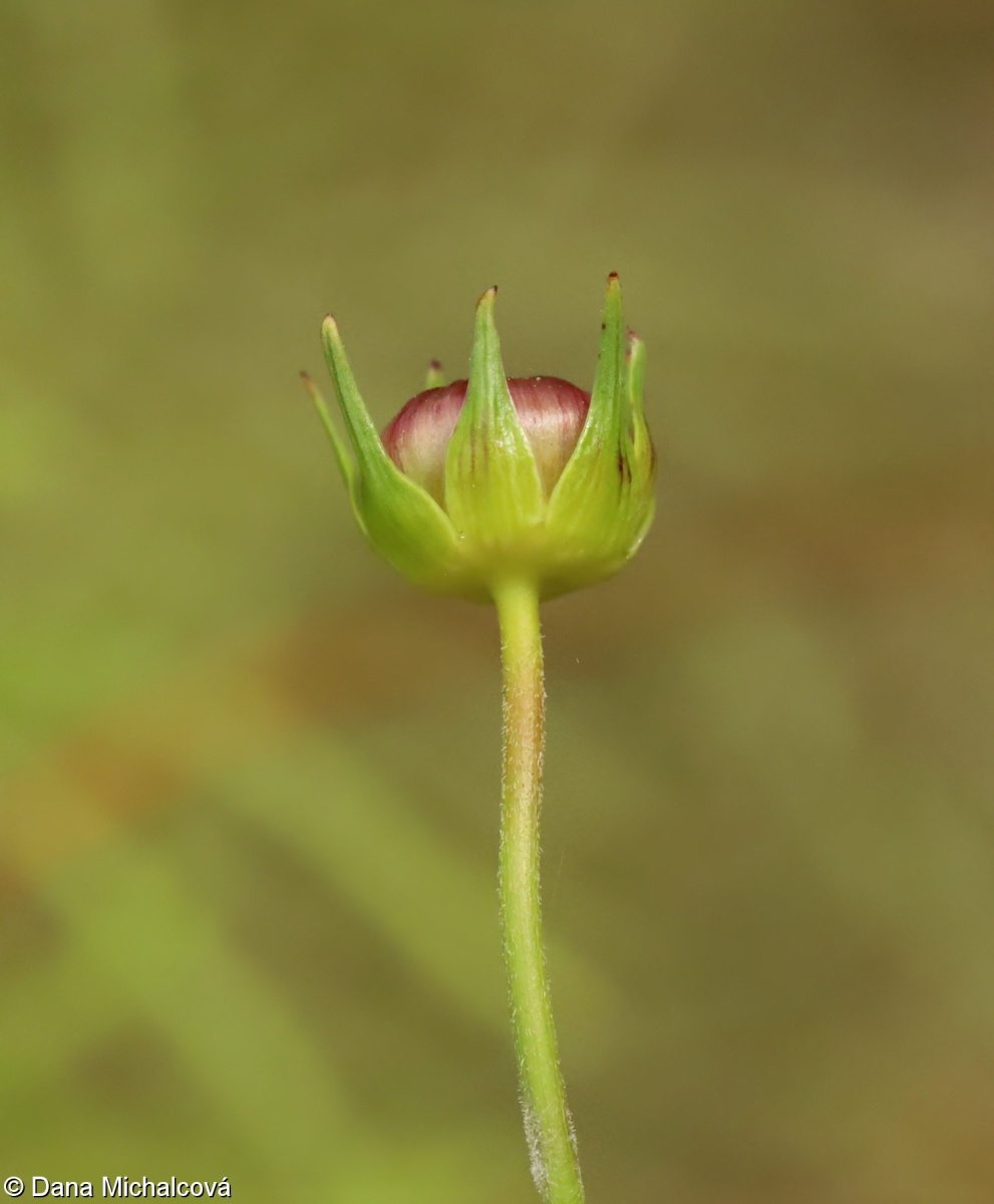 Cosmos bipinnatus – krásenka zpeřená