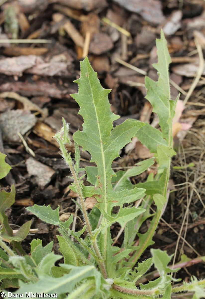 Crepis foetida subsp. rhoeadifolia – škarda smrdutá mákolistá
