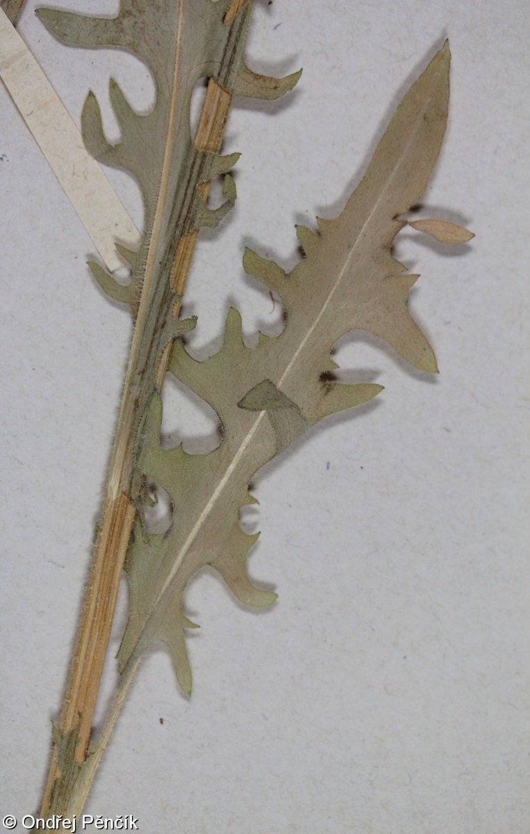 Crepis nicaeensis – škarda nizzská