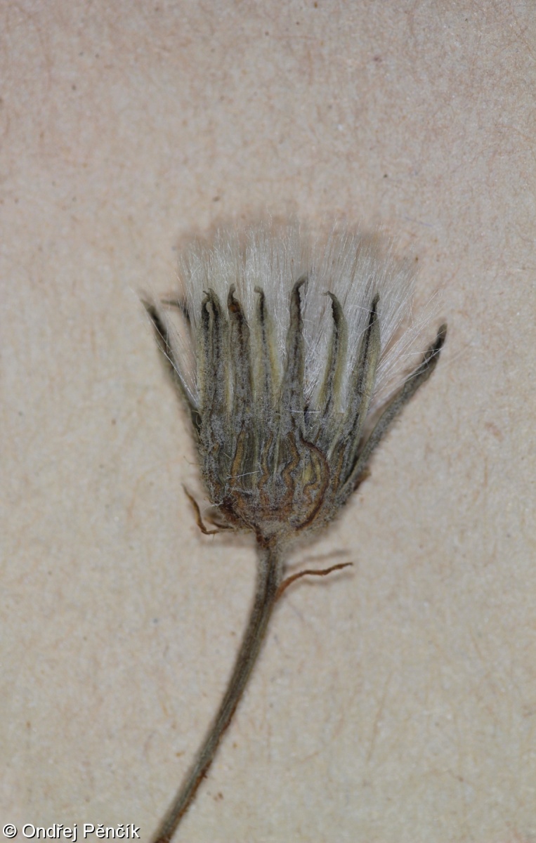 Crepis tectorum subsp. tectorum – škarda střešní pravá