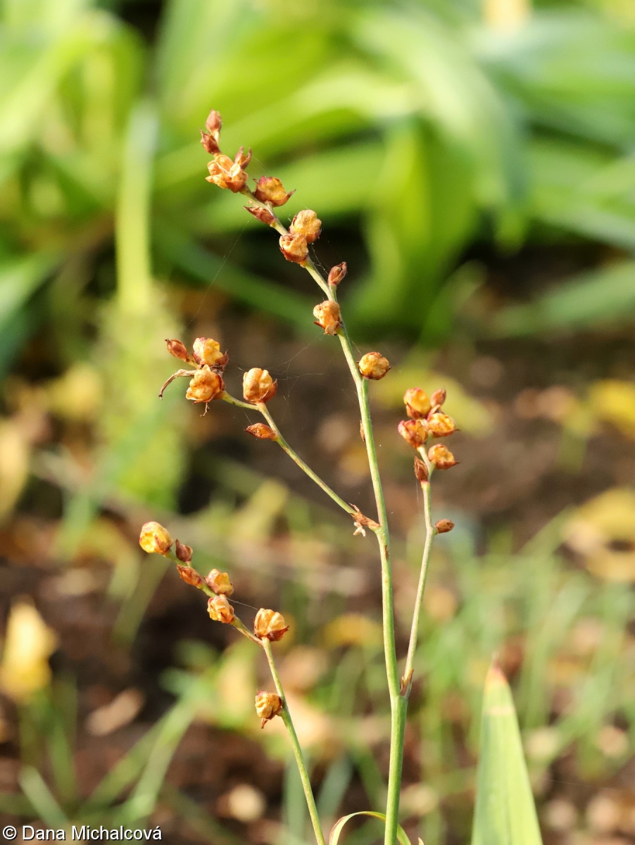 Crocosmia ×crocosmiiflora – křešina, montbrécie