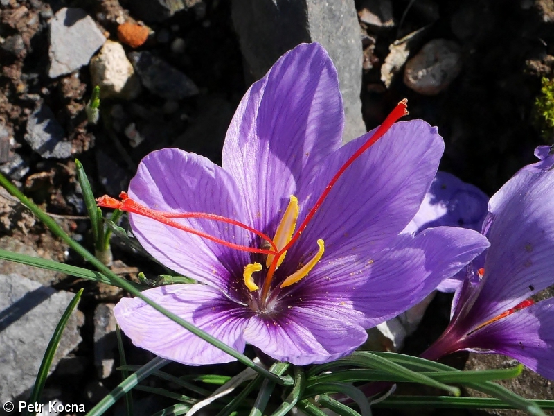 Crocus sativus – šafrán setý