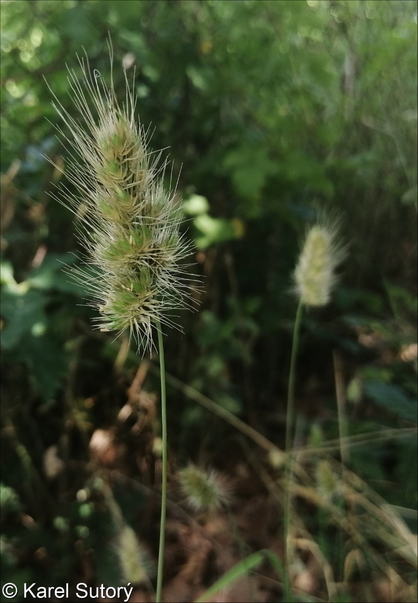 Cynosurus echinatus &ndash; poháňka ježatá