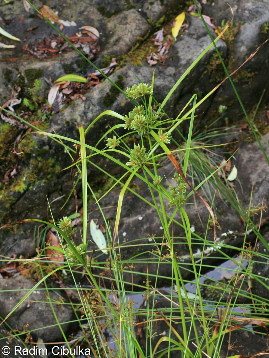 Cyperus eragrostis – šáchor miličkový
