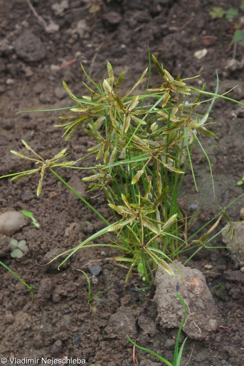 Cyperus flavescens – šáchor žlutavý