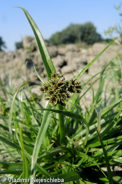 Cyperus fuscus – šáchor hnědý