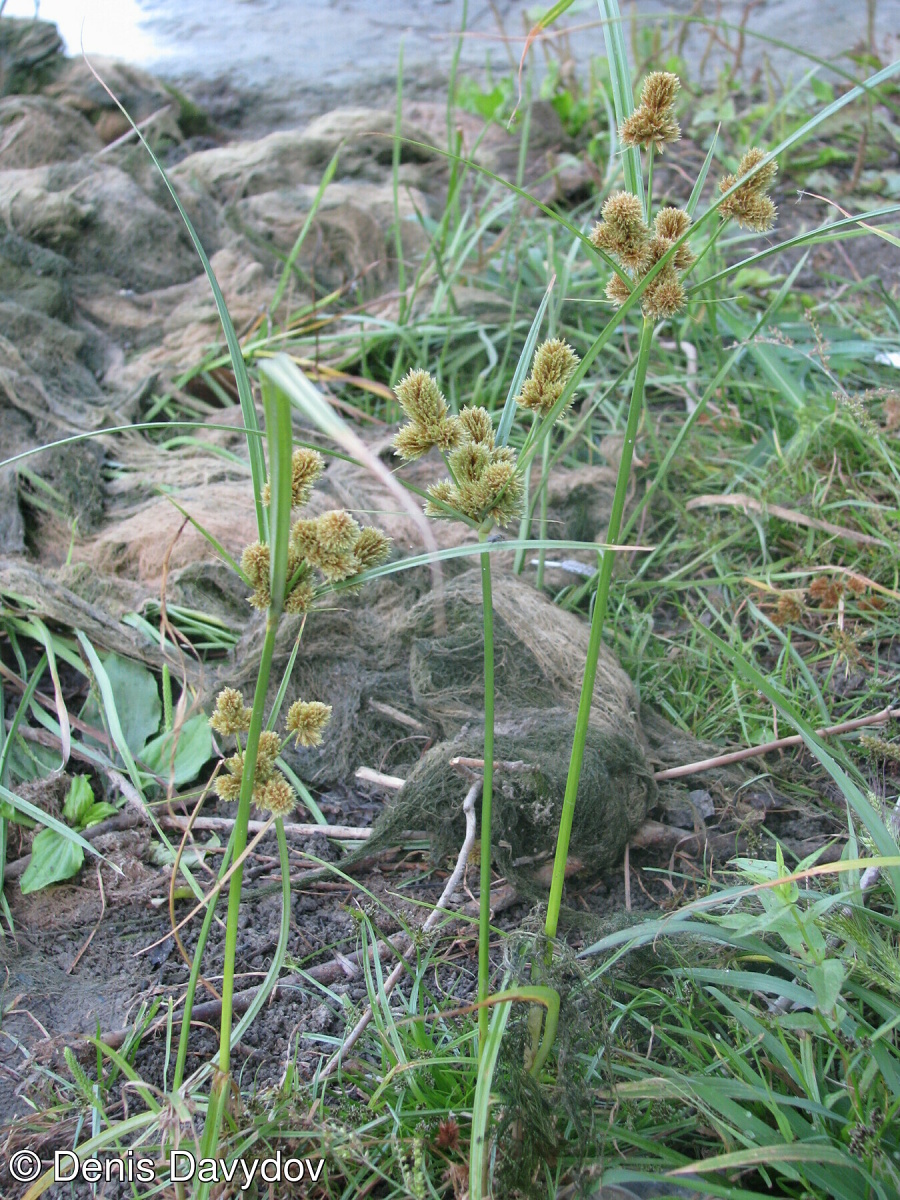 Cyperus glomeratus – šáchor klubkatý