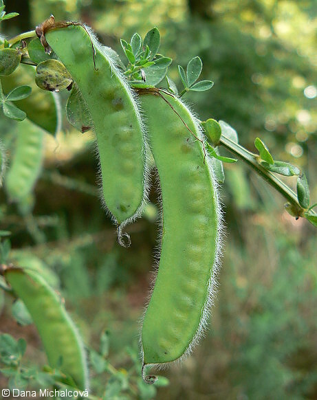 Cytisus scoparius subsp. scoparius – janovec metlatý pravý