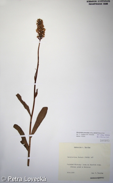 Dactylorhiza fuchsii – prstnatec Fuchsův