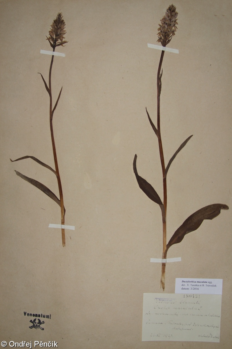 Dactylorhiza maculata – prstnatec plamatý
