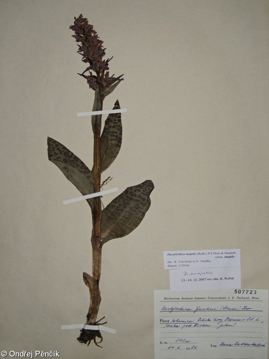 Dactylorhiza majalis subsp. majalis – prstnatec májový pravý