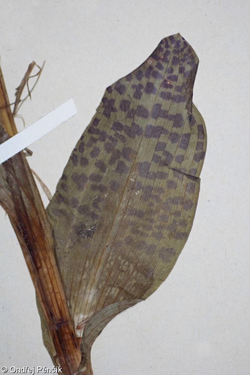 Dactylorhiza majalis subsp. majalis – prstnatec májový pravý