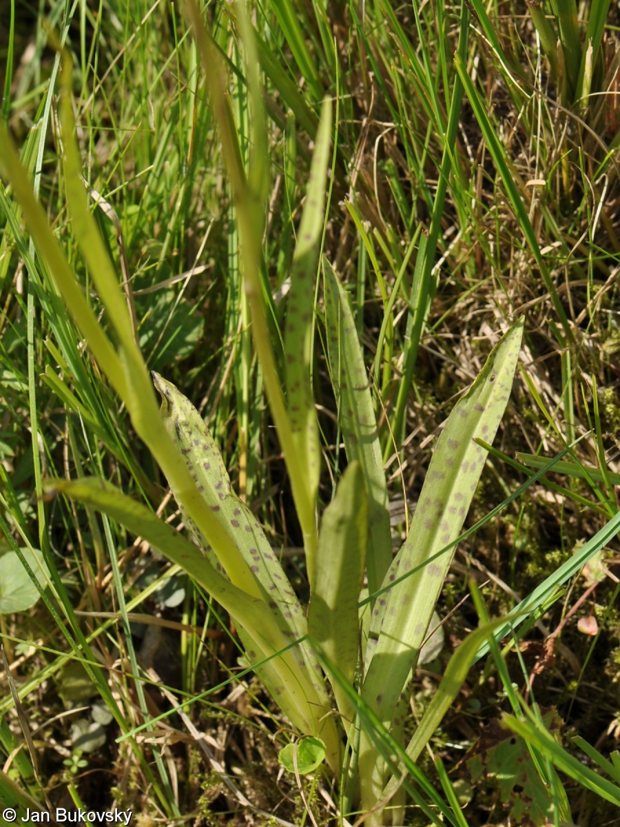 Dactylorhiza ×silvae-gabretae – prstnatec Fuchsův (pravý) × p. Traunsteinerův (pravý)