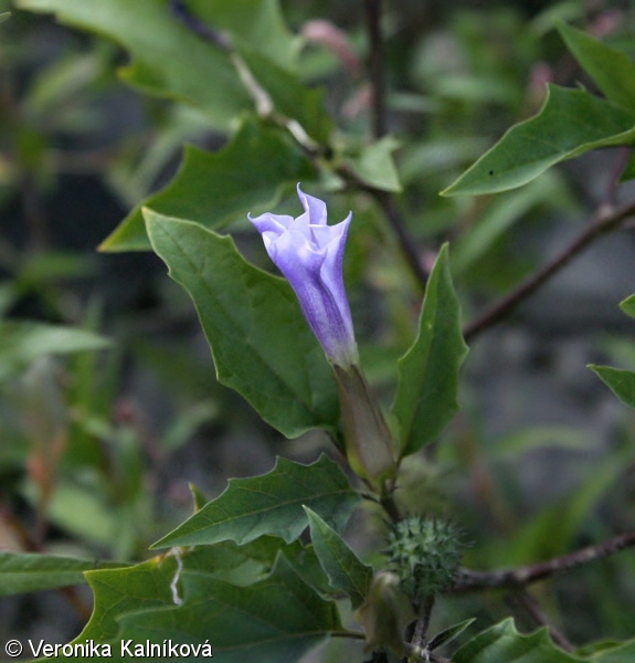 Datura stramonium var. tatula – durman obecný fialový