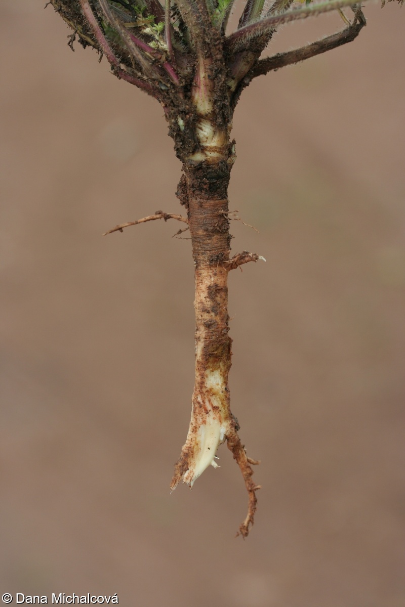 Daucus carota subsp. carota – mrkev obecná pravá
