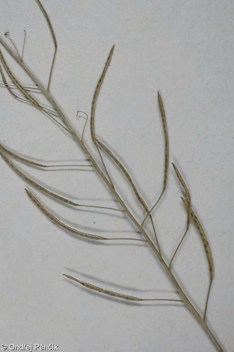 Descurainia sophia – úhorník mnohodílný