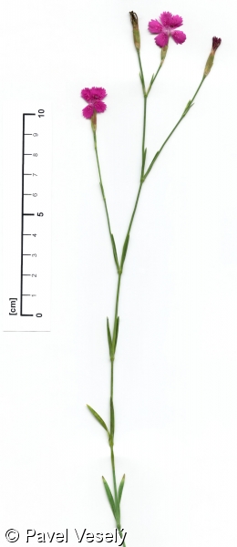 Dianthus deltoides – hvozdík kropenatý