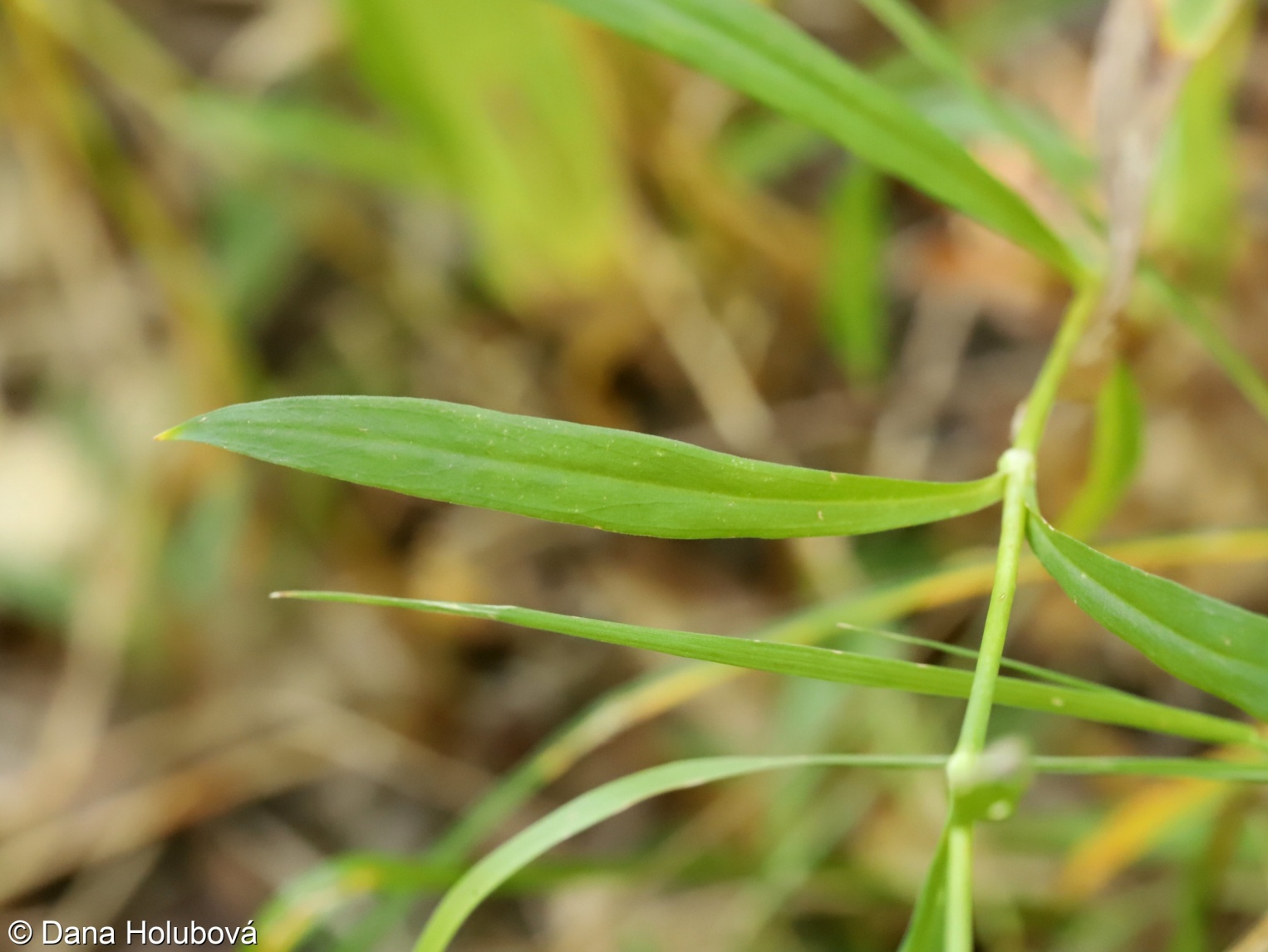 Dianthus superbus subsp. superbus – hvozdík pyšný pravý