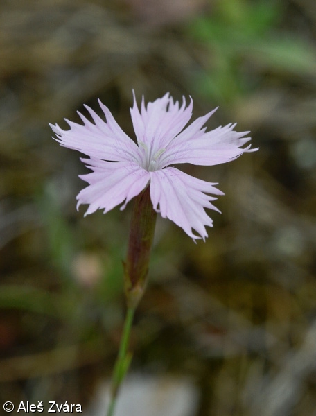 Dianthus ×lucae – hvozdík kartouzek × h. písečný