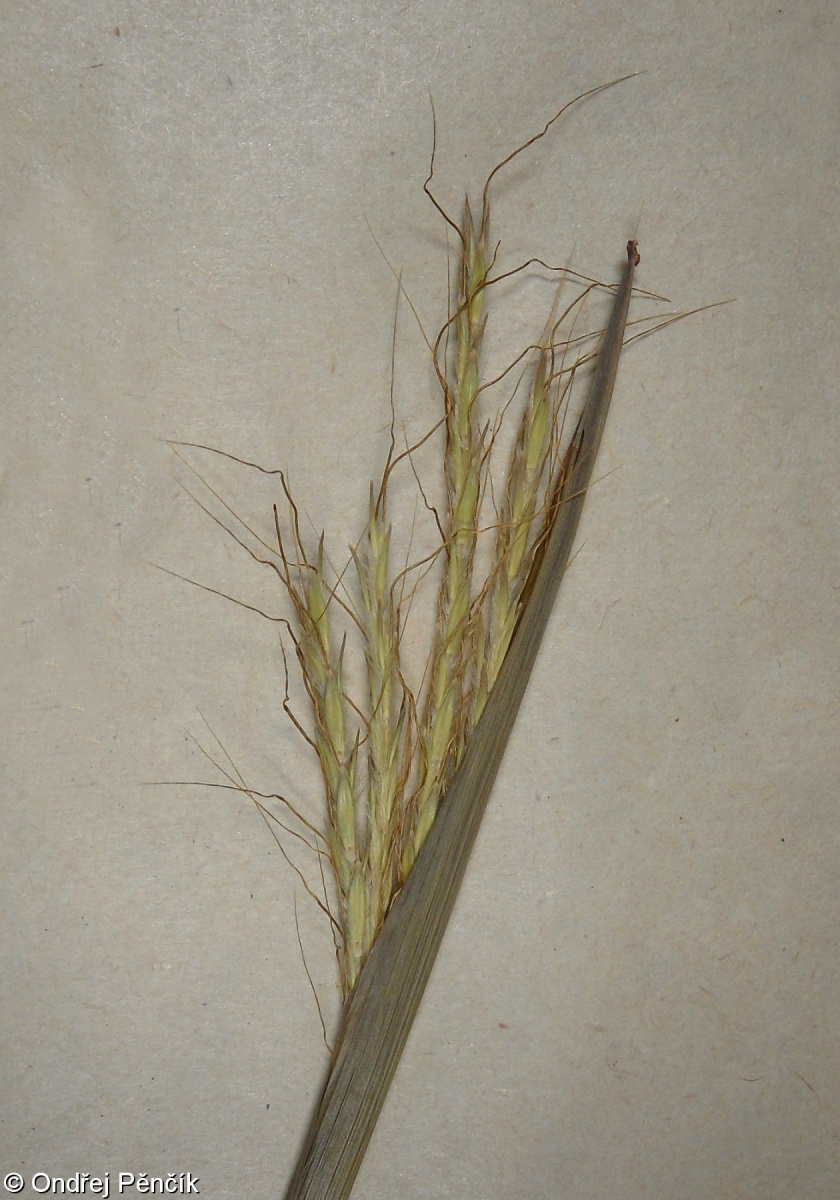 Dichanthium sericeum – vousatka hedvábitá