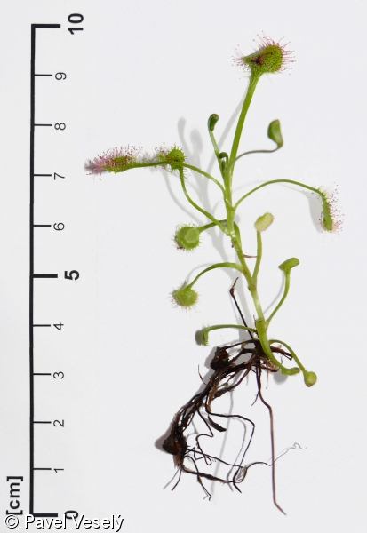 Drosera rotundifolia – rosnatka okrouhlolistá