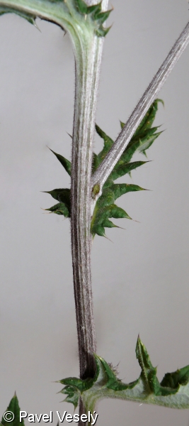 Echinops sphaerocephalus – bělotrn kulatohlavý