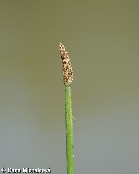 Eleocharis mamillata – bahnička bradavkatá