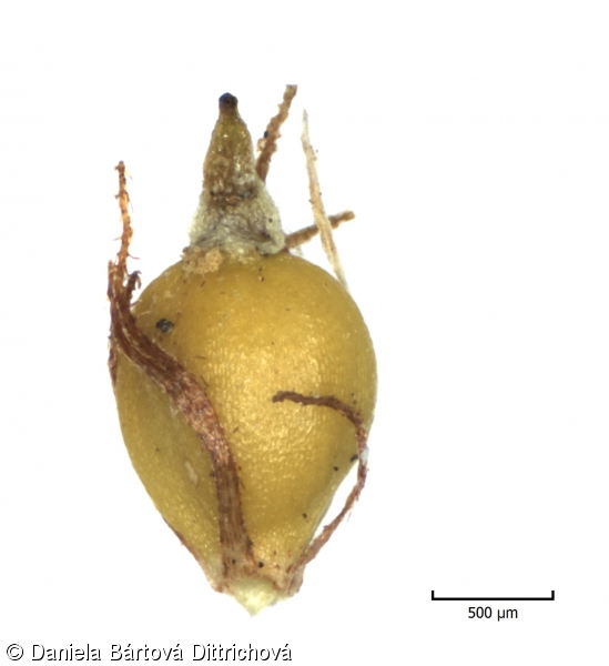 Eleocharis mamillata subsp. austriaca – bahnička bradavkatá rakouská