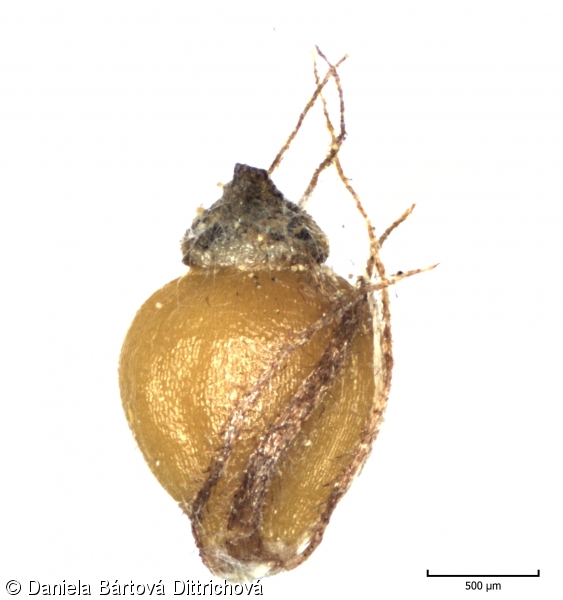 Eleocharis mamillata subsp. mamillata – bahnička bradavkatá pravá