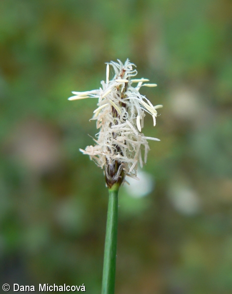 Eleocharis palustris – bahnička mokřadní, bahnička bahenní