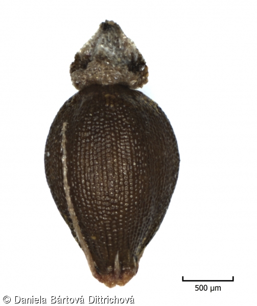 Eleocharis palustris agg. – okruh bahničky mokřadní