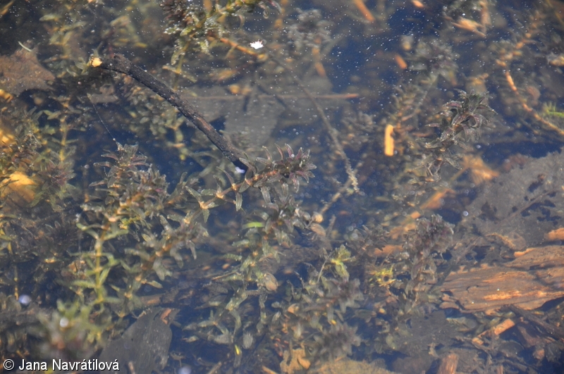 Elodea canadensis – vodní mor kanadský