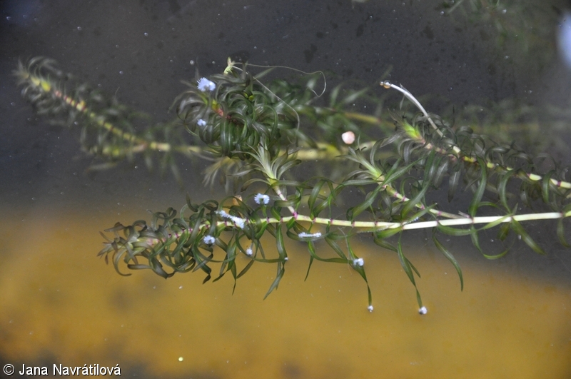 Elodea nuttallii – vodní mor americký