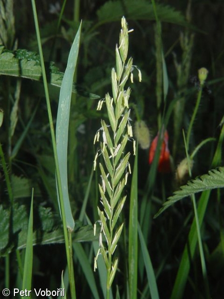Elymus repens subsp. repens – pýr plazivý pravý