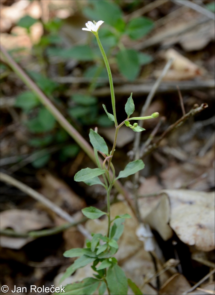 Epilobium lanceolatum &ndash; vrbovka kopinatá