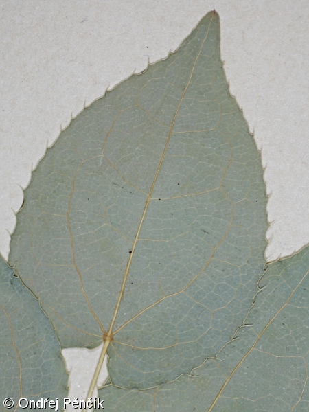Epimedium alpinum – škornice alpská