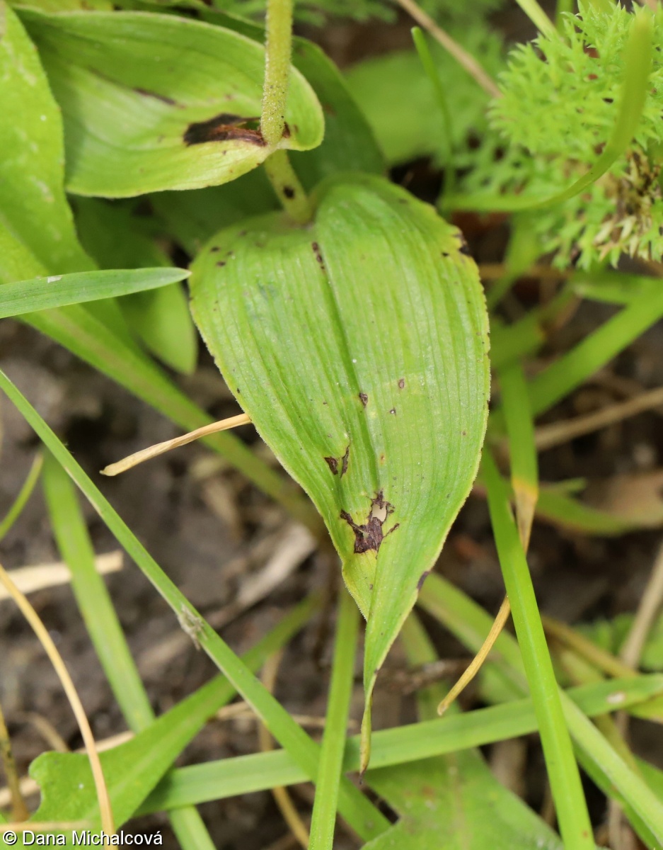 Epipactis albensis – kruštík polabský