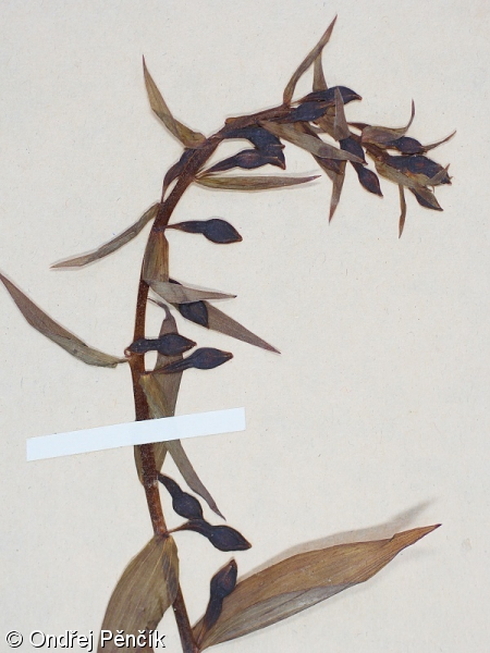 Epipactis purpurata – kruštík modrofialový